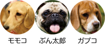 �����R�@�Ղ񑾘Y�@�K�u�R